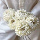 Aster, Vanille