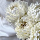 Aster, Vanille