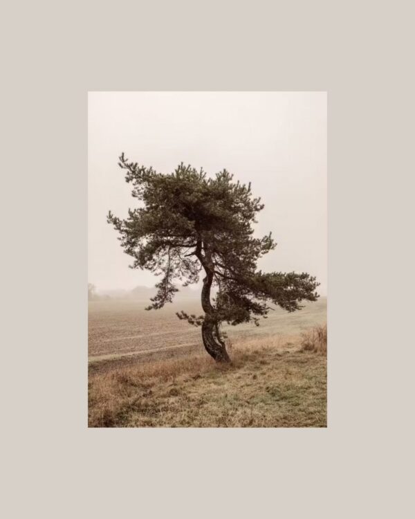 Poster Moody Tree, 30x40