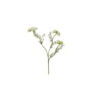 Ammi Majus weiss