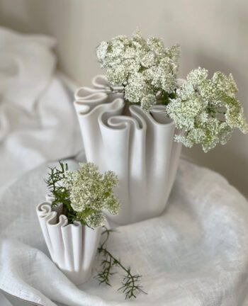 Ammi Majus weiss