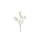blomsonder koelreuteria weiss 1