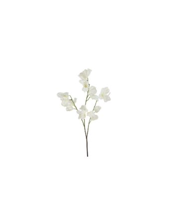 blomsonder koelreuteria weiss 1