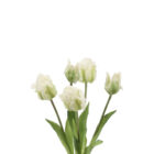 Papageien Tulpen Bund, weiss Papageien Tulpen Bund, weiss