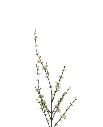 Viburnum, creme