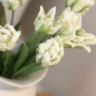 Papageien Tulpen Bund, weiss Papageien Tulpen Bund, weiss