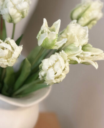 Papageien Tulpen Bund, weiss