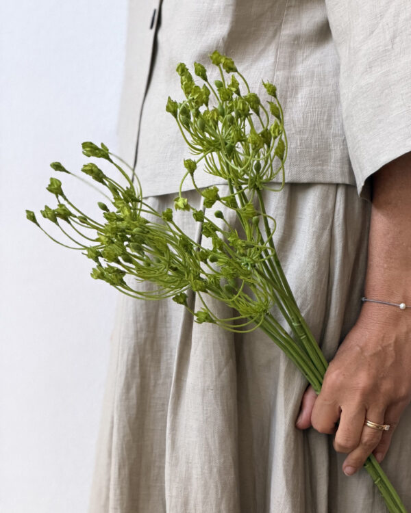 Green Allium Duo