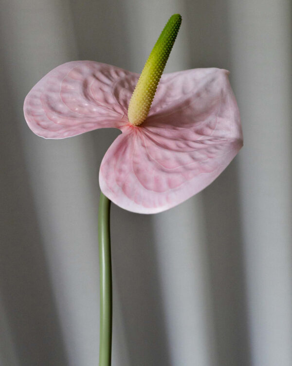 Anthurium, Rose