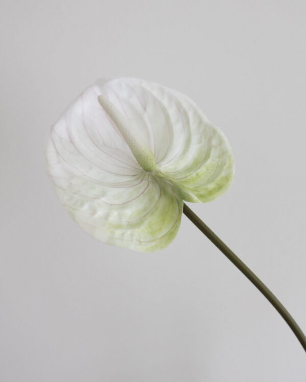 Anthurium, White