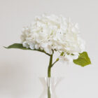 Hydrangea, white