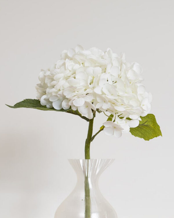 Hydrangea, white