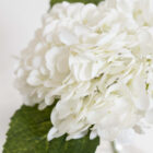 Hydrangea, white
