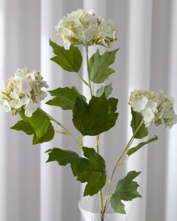 Hydrangea snowball, white