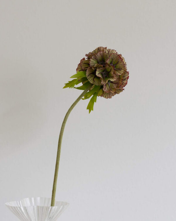 Scabiosa, dusty pink