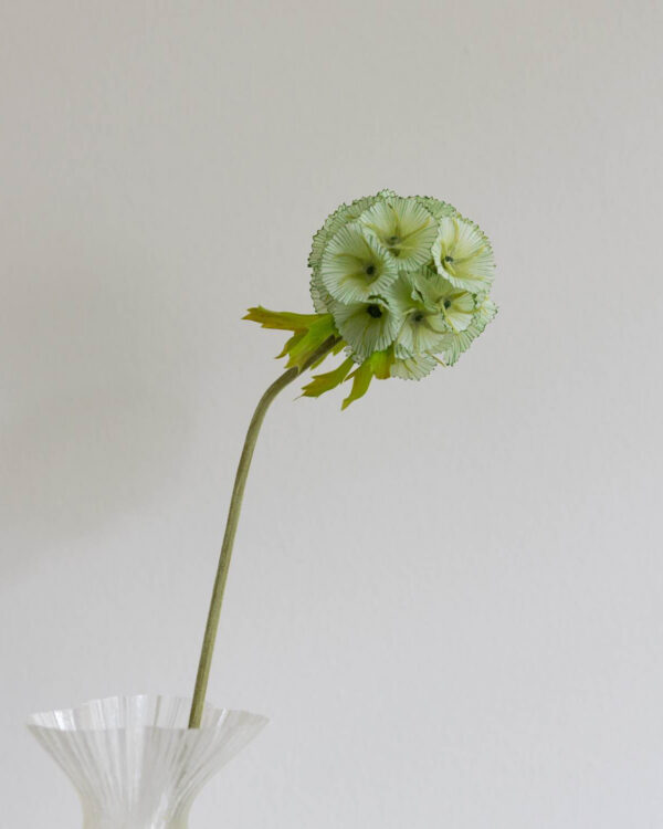 Scabiosa, green