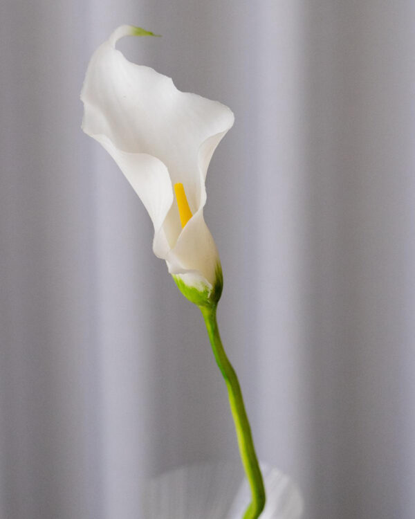 Calla, white