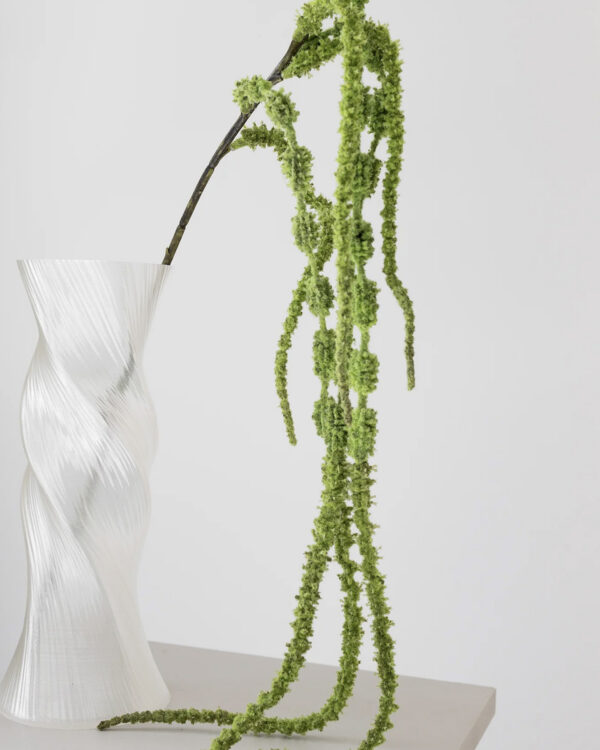 Amaranthus, green