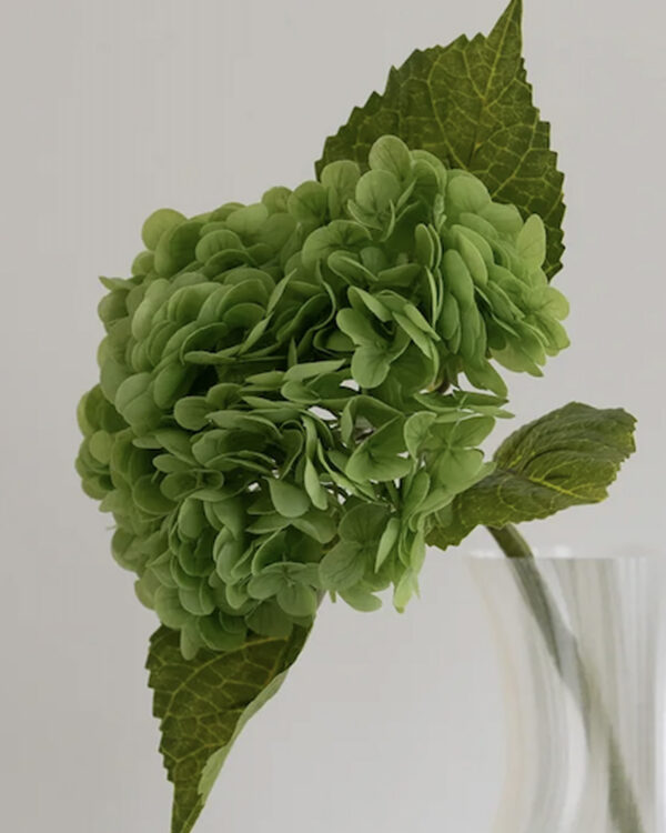 Hydrangea, green