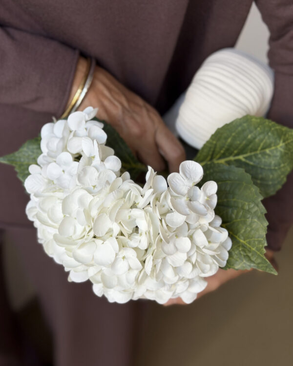 Hydrangea, white