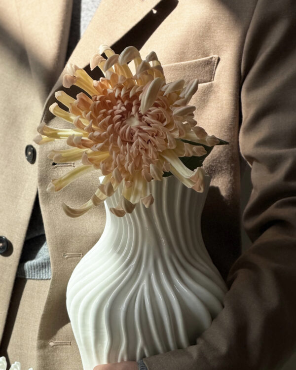 Chrysanthemum, Blush