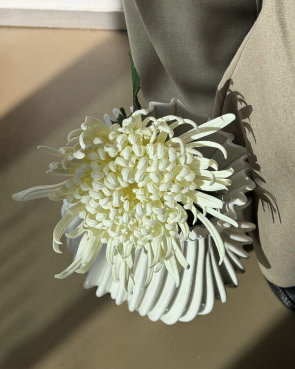 Chrysanthemum, Butter Yellow